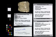 Foto (Objekt + Etikett) von Longodromites sp.  (NHMW-GEO-1990-0041-2943a)